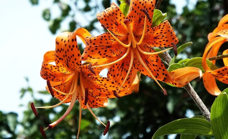 Le langage des fleurs françaises : La signification des cadeaux décryptée