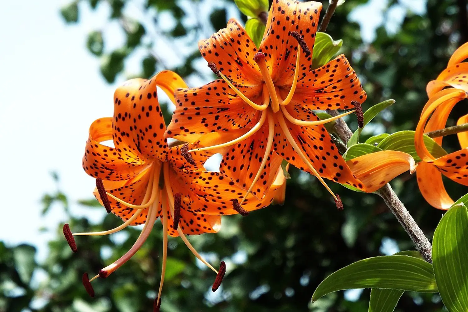 Le langage des fleurs françaises : La signification des cadeaux décryptée