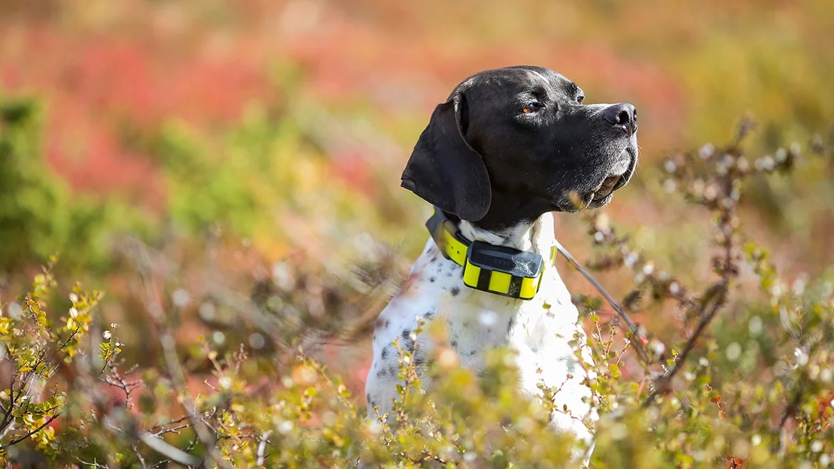 Le GPS, l’Accessoire Idéal Pour La Sécurité De Nos Animaux